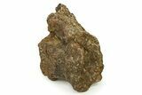 Fossil Sauropod (Camarasaurus) Dorsal Vertebra - Wyoming #304823-1